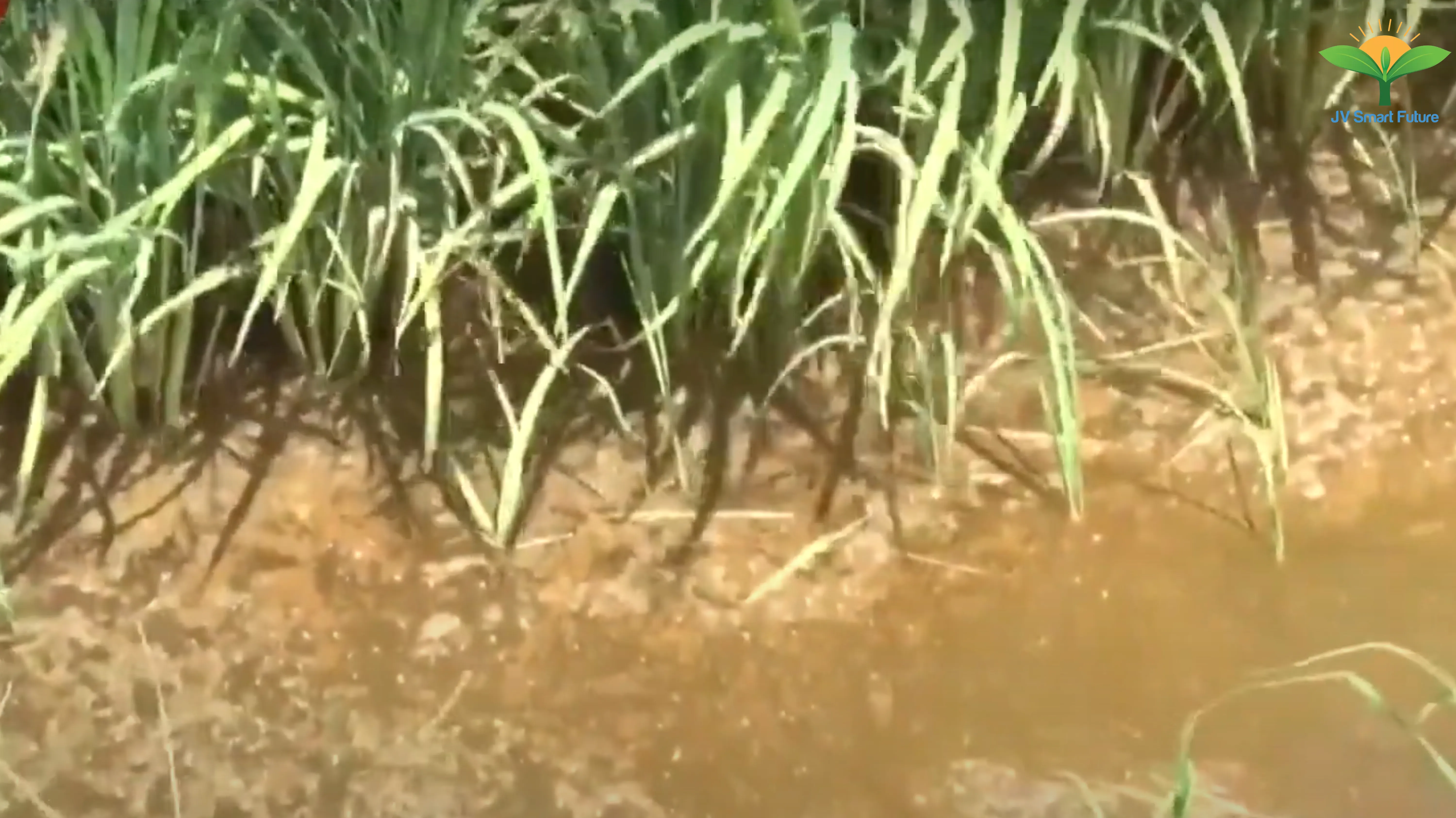 Rice paddy heavily affected by acid sulfate soil.