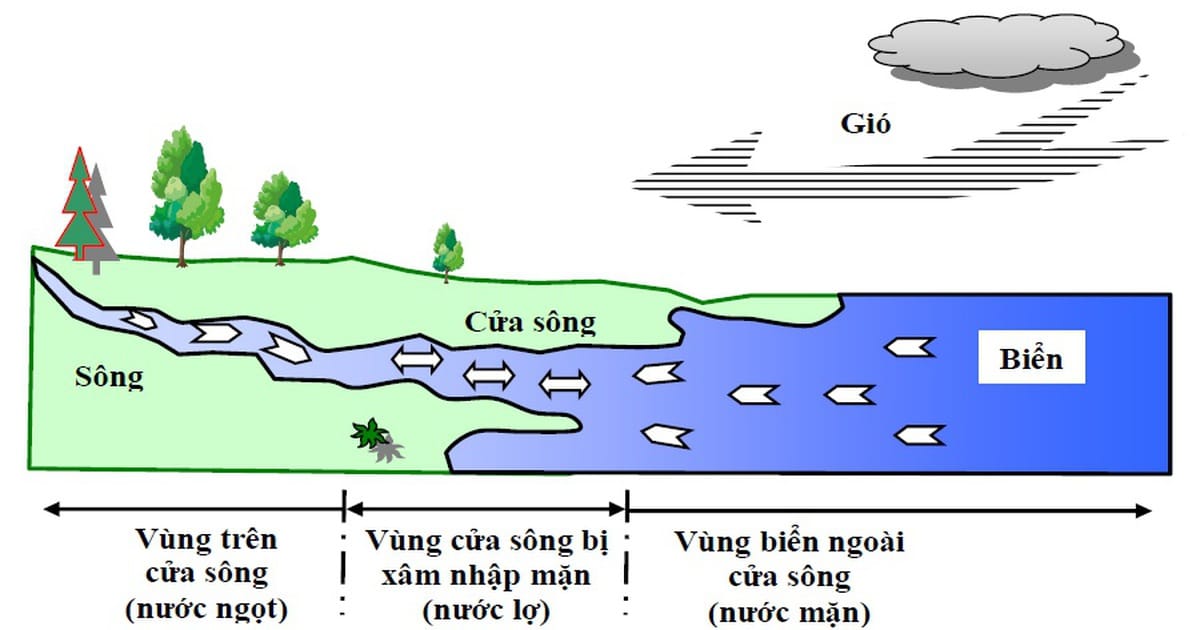 Saltwater intrusion into the mainland is a primary cause of acid sulfate soil formation.