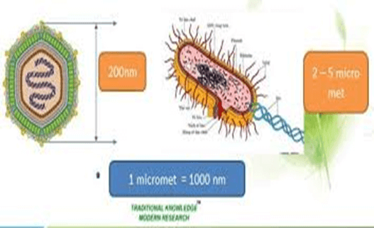 Structure of the African Swine Fever virus