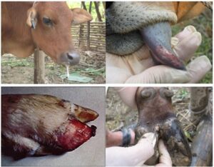 Foot-and-mouth disease in cattle, dairy cows