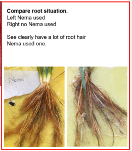 Organic Carbon for RICE