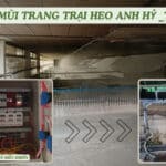 xU LY MUI TRANG TRAI HEO ANH hY TAY NINH