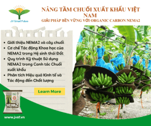 Nang Tam Chuoi Xuat Khau Viet Nam 1
