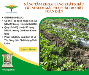 Nang Tam Khoai Lang Xuat Khau voi NEMA2 Giai Phap Cai Tao Dat Toan Dien 1