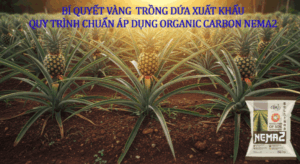 Nema2 cho trong dua xuat khau 1