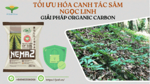 Toi uu hoa canh tac sam ngoc Linh 1