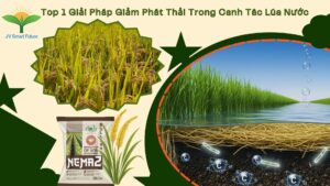 giam phat thai cho lua nuoc 1