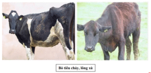 Disease in cattle_Liver fluke disease in cattle