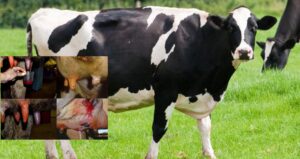 Disease in cattle_Mastitis in cows, dairy cows