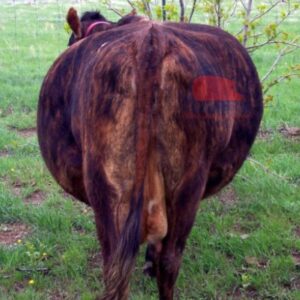 Disease in cattle_Cow with ruminal bloat
