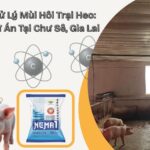 Dự án xử lý mùi hôi trang trại heo Chư Sê