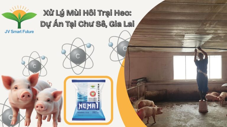Dự án xử lý mùi hôi trang trại heo Chư Sê