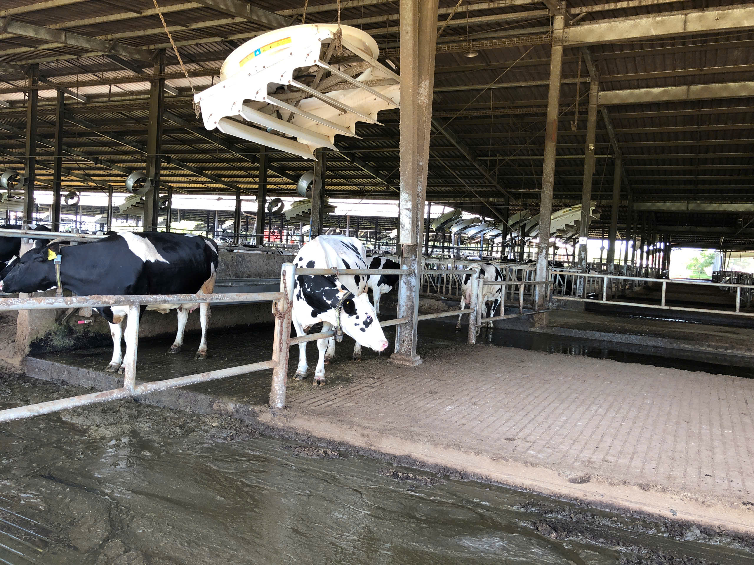 Giải Pháp Xử Lý Môi Trường Trong Chuồng Nuôi Trại Bò CNC Phú Yên.