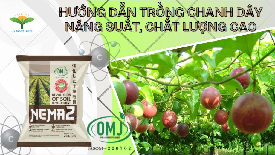 NEMA2 ỨNG DỤNG CHO CÂY CHANH DÂY GIÚP TĂNG NĂNG SUẤT VÀ CHẤT LƯỢNG