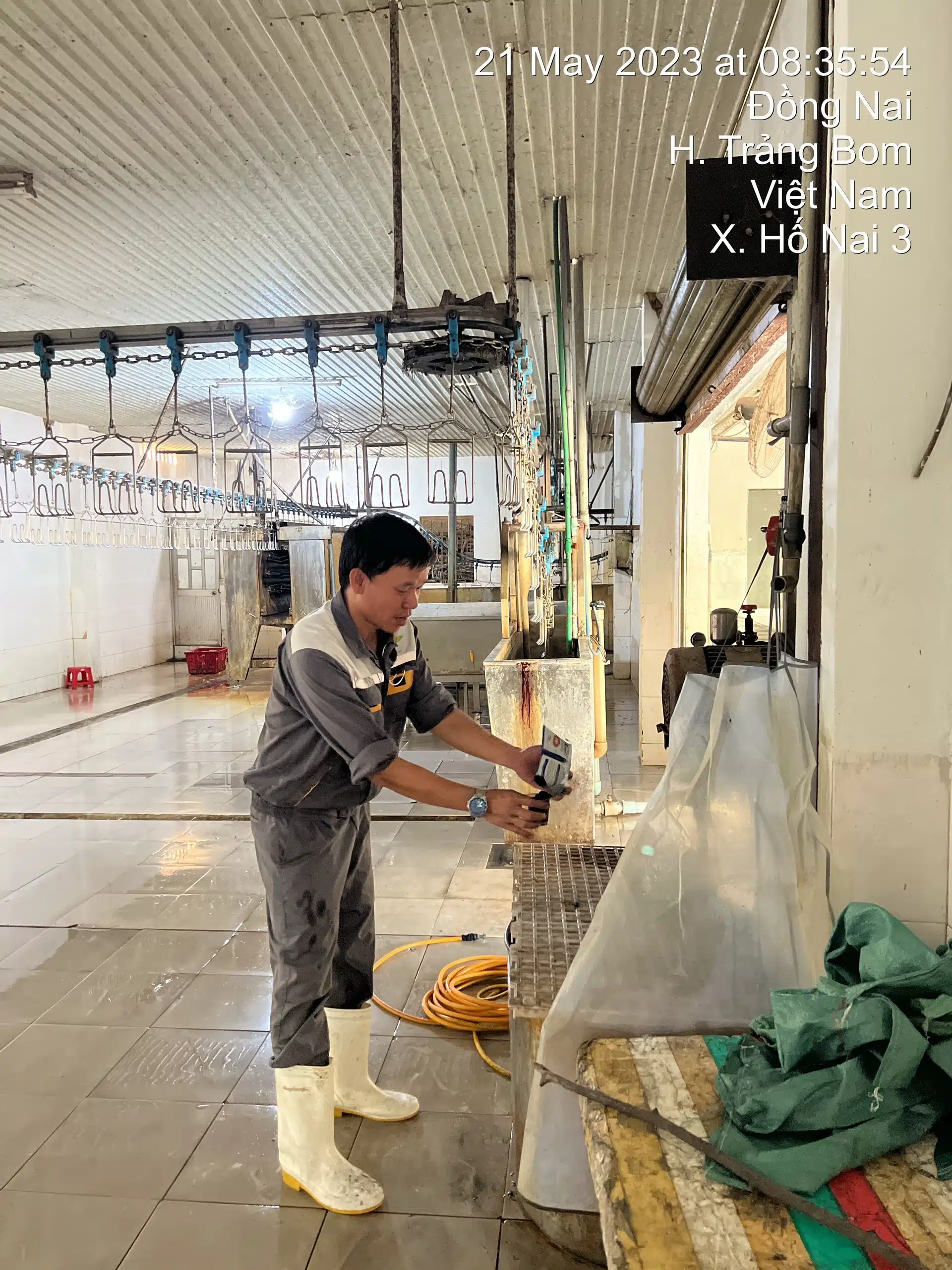 XỬ LÝ MÙI HÔI TANH MÔI TRƯỜNG CHẾ BIẾN THỦY SẢN,GIA SÚC, GIA CẦM 1 Xịt NEMA1 ở lò mổ heo