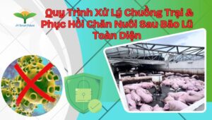 Quy Trình Xử Lý Chuồng Trại & Phục Hồi Chăn Nuôi Sau Bão Lũ Toàn Diện