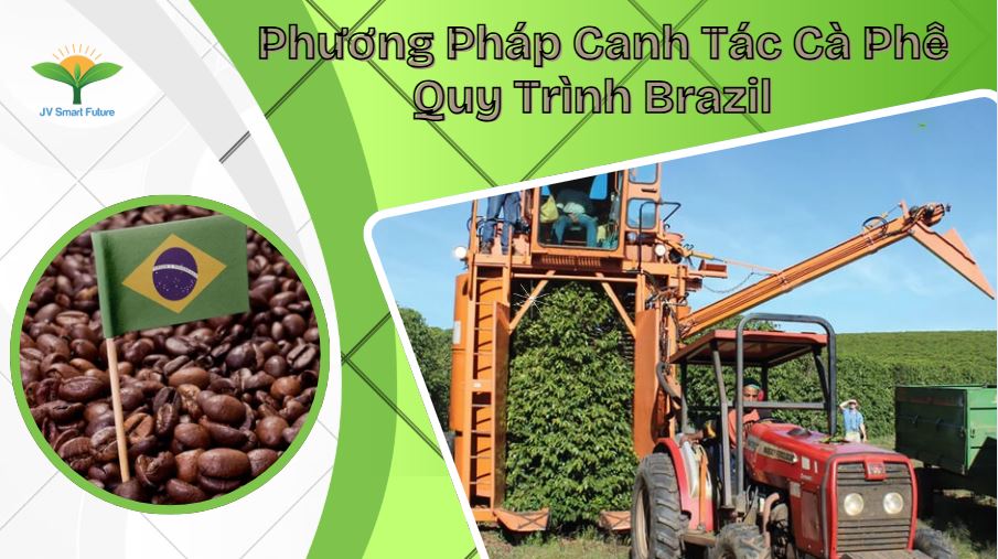 canh tác cà phê brazil