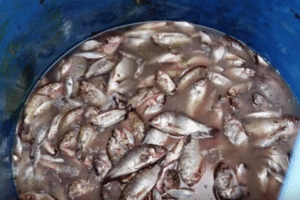 Sản xuất đạm cá bằng thùng chứa