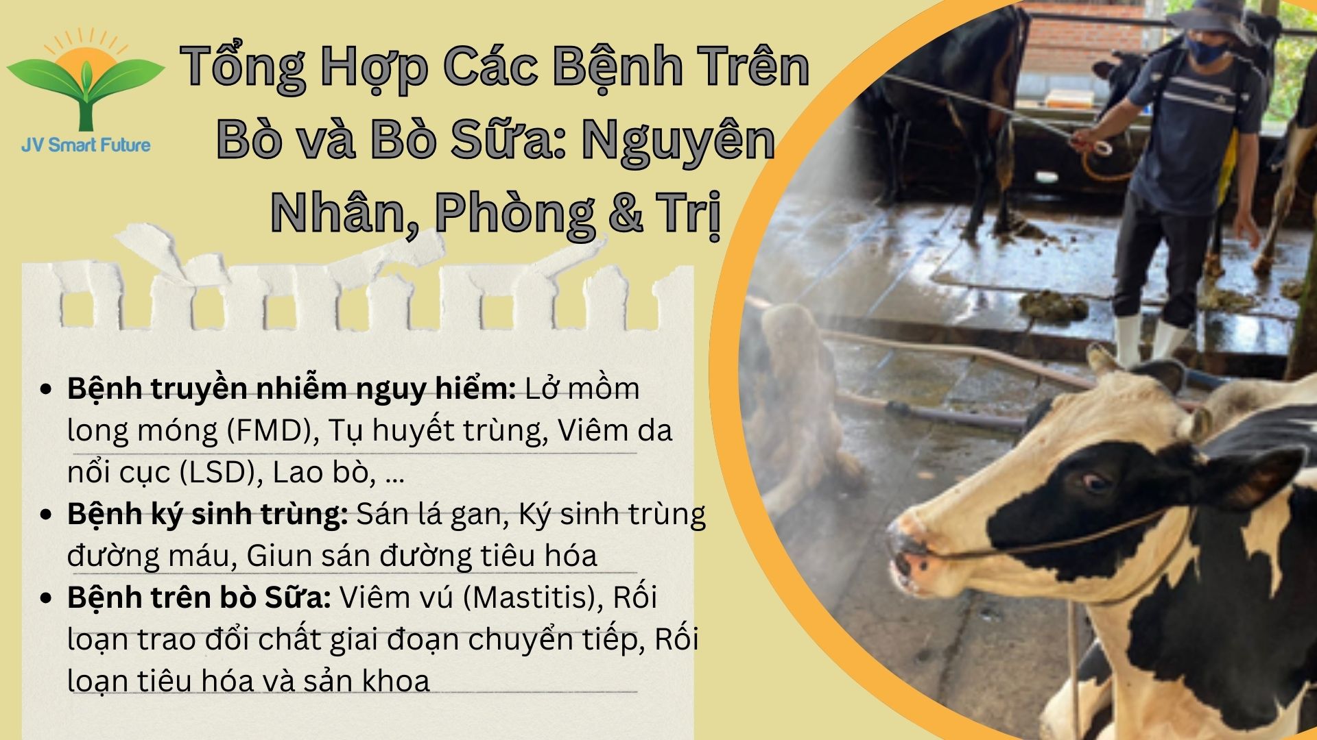 Tổng hợp các bệnh trên bò, bò sữa
