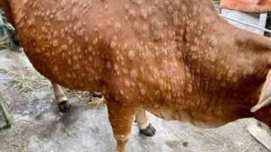 Disease in cattle_Lumpy skin disease