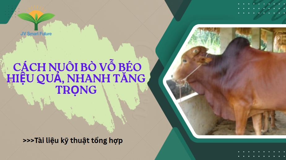 cách nuôi bò vỗ béo, tổng hợp kỹ thuật chăn nuôi
