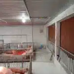 Anh lap dat he thong xu ly mui hoi trai heo Binh An Binh Thuan 10