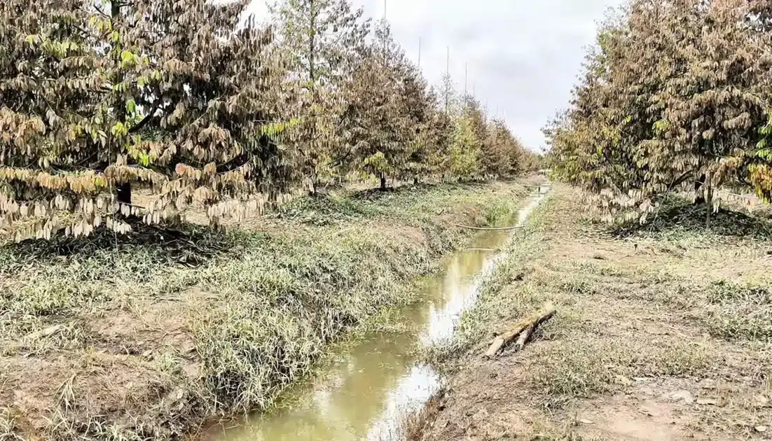 Cây sầu riêng bị vàng lá do ngập úng