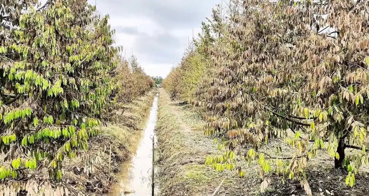 Vườn sầu riêng bị hư hại nặng nề sau ngập lụt