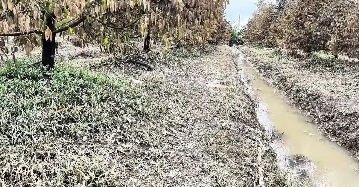 Lá sầu riêng bị cháy và vàng úa do rễ bị ngạt nước