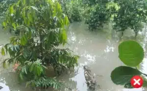 VỀ ỨNG DỤNG 119 Phan tich ngap lut do trieu cuong 2025 Anh tu lieu 5 1