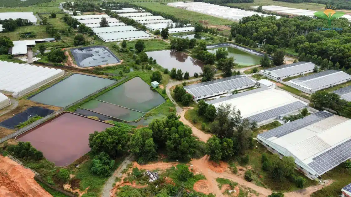 Trang trại heo CNC sử dụng Organic Carbon NEMA2 xử lý môi trường - Ảnh 4