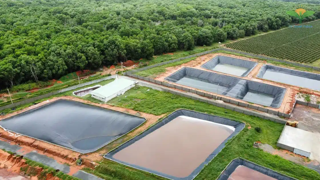 Trang trại heo CNC sử dụng Organic Carbon NEMA2 xử lý môi trường - Ảnh 9