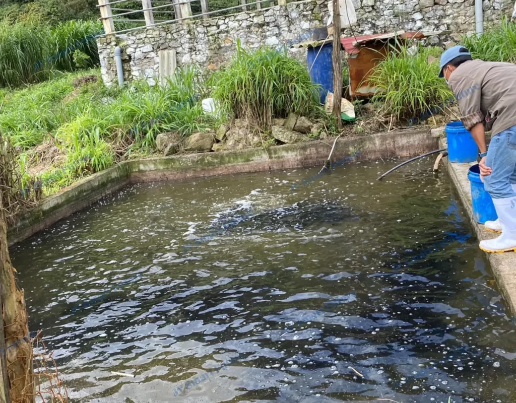 NEMA1- ỨNG DỤNG BÒ SỮA Ỏ MỘC CHÂU- SỬ DỤNG BỂ NƯỚC TẮM